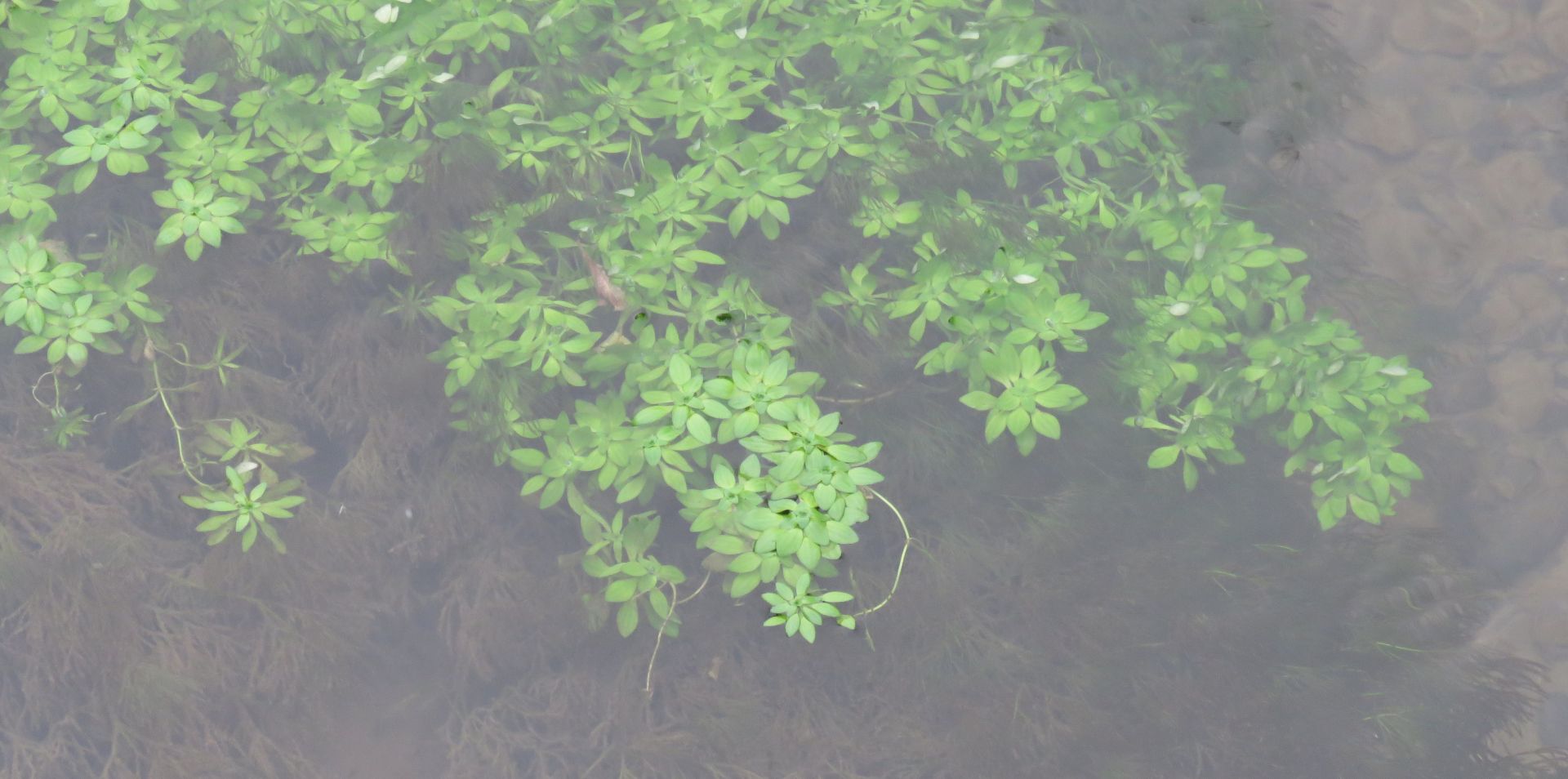 Pianta acquatica - Callitriche sp. (Lamiales Plantaginaceae)